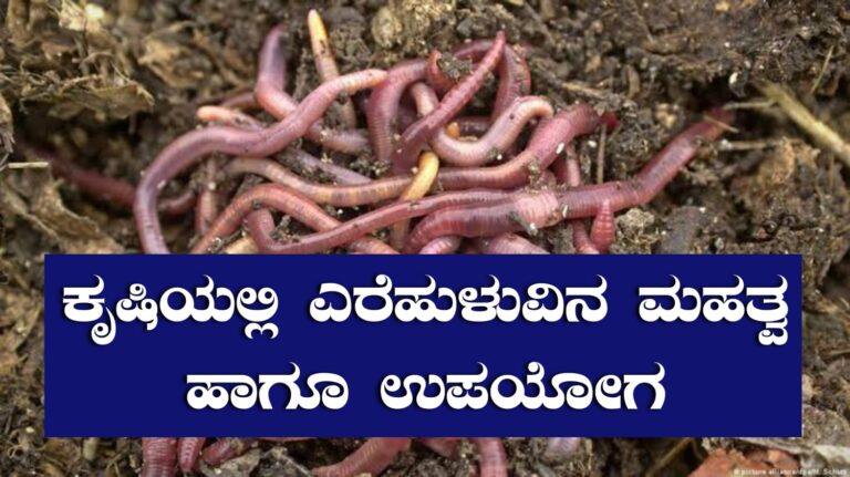 ಕೃಷಿಯಲ್ಲಿ ಎರೆಹುಳುವಿನ ಮಹತ್ವ ಹಾಗೂ ಉಪಯೋಗ