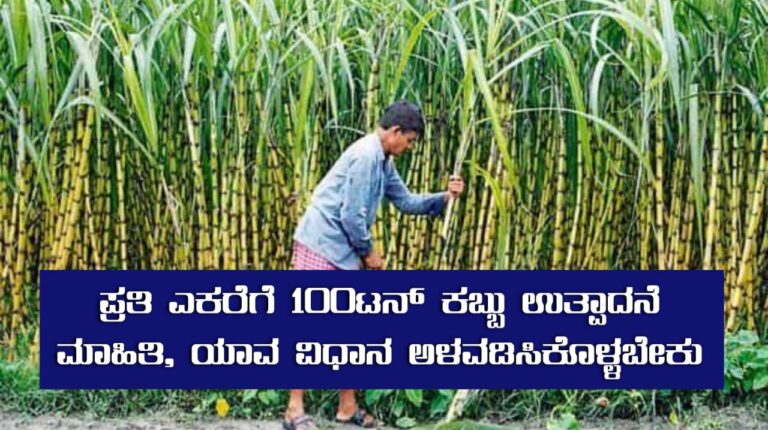 ಪ್ರತಿ ಎಕರೆಗೆ 100ಟನ್ ಕಬ್ಬು ಉತ್ಪಾದನೆ ಮಾಹಿತಿ, ಯಾವ ವಿಧಾನ ಅಳವಡಿಸಿಕೊಳ್ಳಬೇಕು