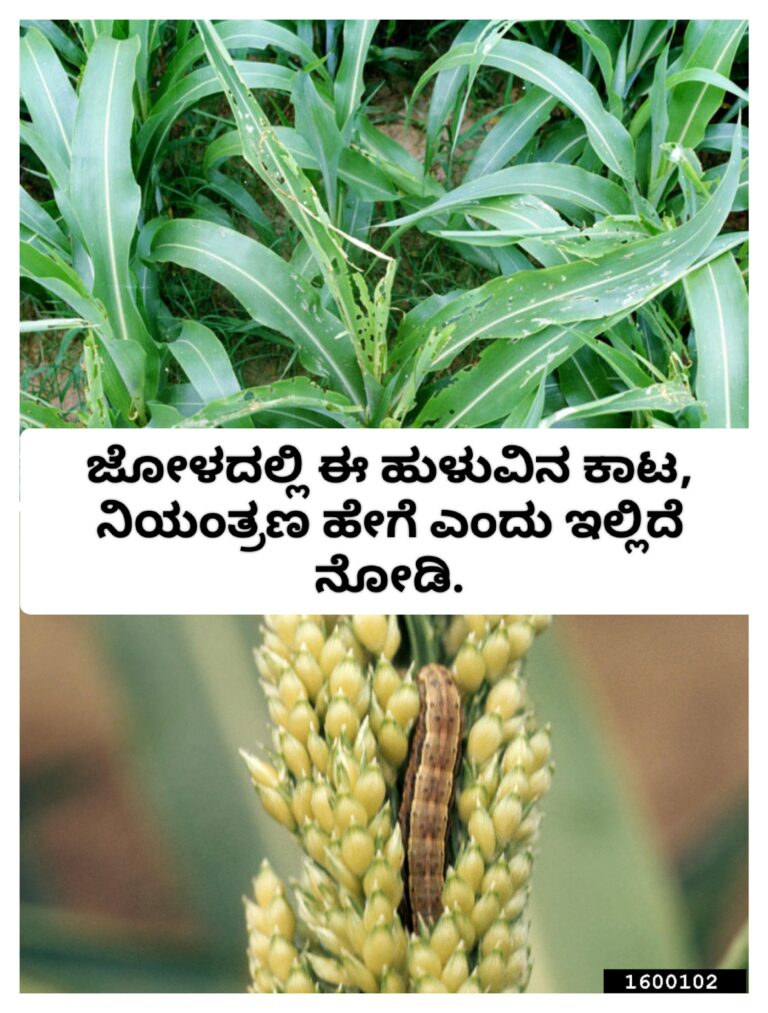 ಜೋಳದಲ್ಲಿ ಈ ಹುಳುವಿನ ಕಾಟ ಹೆಚ್ಚಾಗಿದೆ. ನಿಯಂತ್ರಣ ಹೇಗೆ ಎಂದು ಇಲ್ಲಿದೆ ನೋಡಿ.