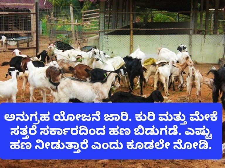ಅನುಗ್ರಹ ಯೋಜನೆ ಜಾರಿ ಕುರಿ ಮತ್ತು ಮೇಕೆ ಸತ್ತರೆ ಸರ್ಕಾರದಿಂದ ಹಣ ಬಿಡುಗಡೆ ಬಗ್ಗೆ ಮಾಹಿತಿ ನೋಡಿ.