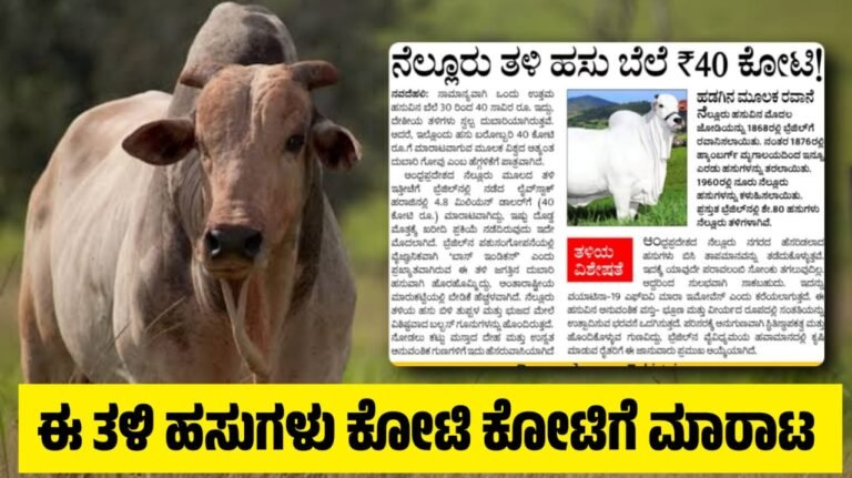 ಈ ತಳಿ ಹಸುಗಳು ಕೋಟಿ ಕೋಟಿಗೆ ಮಾರಾಟ