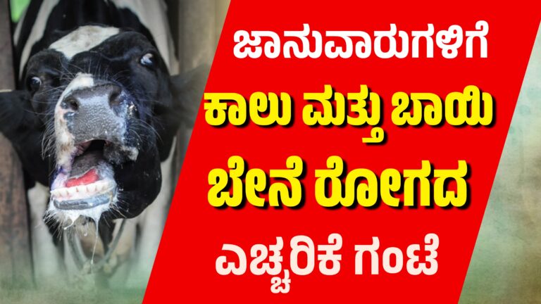 ಜಾನುವಾರುಗಳಿಗೆ ಕಾಲು ಮತ್ತು ಬಾಯಿ ಬೇನೆ‌ ರೋಗದ ಎಚ್ಚರಿಕೆ ಗಂಟೆ