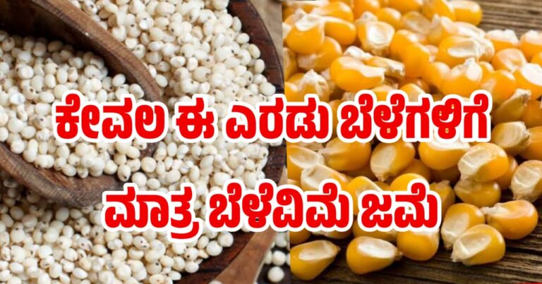 ಕೇವಲ ಈ ಎರಡು ಬೆಳೆಗಳಿಗೆ ಮಾತ್ರ ಬೆಳೆವಿಮೆ ಜಮೆ
