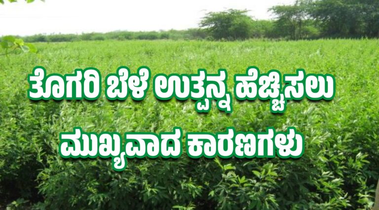 ತೊಗರಿ ಬೆಳೆ ಉತ್ಪನ್ನ ಹೆಚ್ಚಿಸಲು ಮುಖ್ಯವಾದ ಕಾರಣಗಳು