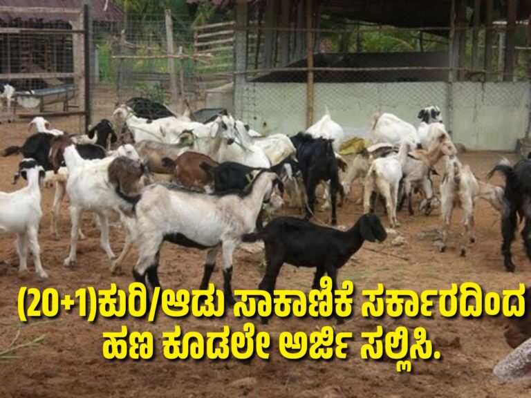 (20+1)ಕುರಿ/ಆಡು ಸಾಕಾಣಿಕೆ ಸರ್ಕಾರದಿಂದ ಹಣ ಕೂಡಲೇ ಅರ್ಜಿ ಸಲ್ಲಿಸಿ.