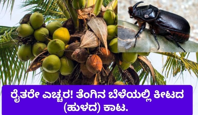 ರೈತರೇ ಎಚ್ಚರ! ತೆಂಗಿನ ಬೆಳೆಯಲ್ಲಿ ಕೀಟದ (ಹುಳದ) ಕಾಟ.