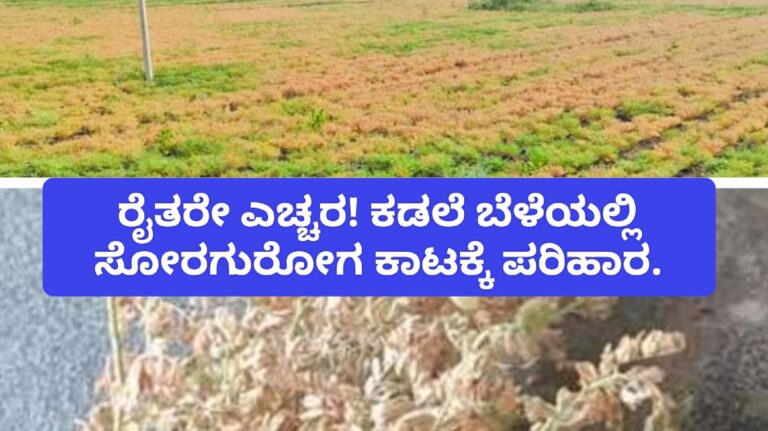 ರೈತರೇ ಎಚ್ಚರ! ಕಡಲೆ ಬೆಳೆಯಲ್ಲಿ ಸೋರಗುರೋಗ ಕಾಟಕ್ಕೆ ಪರಿಹಾರ.