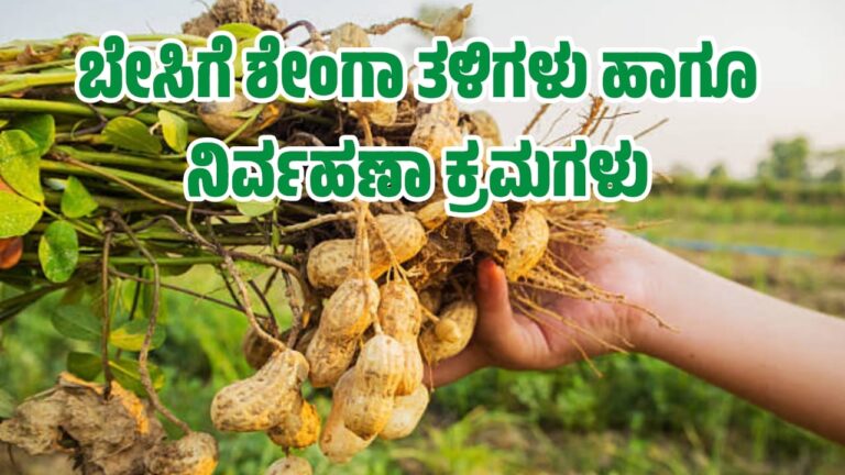 ಬೇಸಿಗೆ ಶೇಂಗಾ ತಳಿಗಳು ಹಾಗೂ ನಿರ್ವಹಣಾ ಕ್ರಮಗಳು.