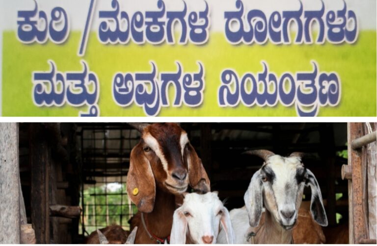 ಕುರಿ/ಮೇಕೆಗಳ ರೋಗಗಳು ಮತ್ತು ಅವುಗಳ ನಿಯಂತ್ರಣ.