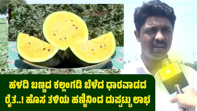 ಹಳದಿ ಕಲ್ಲಂಗಡಿ ಬೆಳೆದ ಧಾರವಾಡದ ರೈತ ಈ ಹಣ್ಣಿನಿಂದ ದುಪ್ಪಟ್ಟು ಲಾಭ