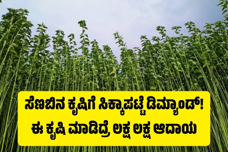 ಸೆಣಬಿನ ಕೃಷಿಗೆ ಸಿಕ್ಕಾಪಟ್ಟೆ ಡಿಮ್ಯಾಂಡ್! ಈ ಕೃಷಿ ಮಾಡಿದ್ರೆ ಲಕ್ಷ ಲಕ್ಷ ಆದಾಯ