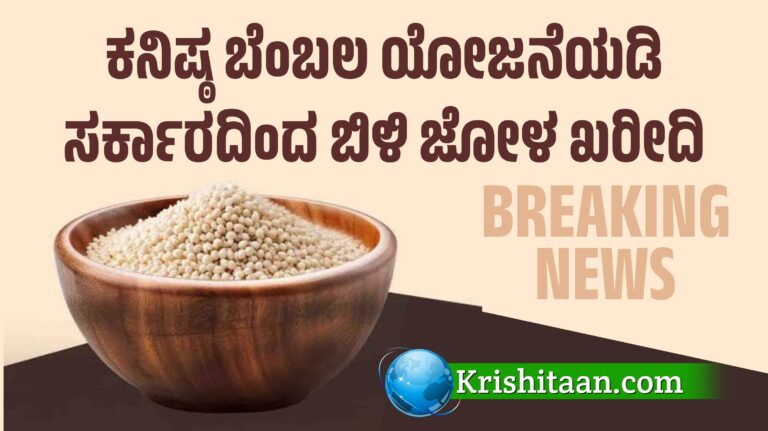 ಕನಿಷ್ಠ ಬೆಂಬಲ ಯೋಜನೆಯಡಿ ಸರ್ಕಾರದಿಂದ ಬಿಳಿ ಜೋಳ ಖರೀದಿ