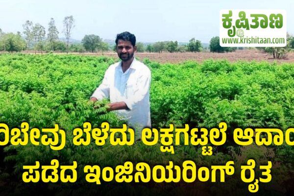 ಕರಿಬೇವು ಬೆಳೆದು ಲಕ್ಷಗಟ್ಟಲೆ ಆದಾಯ ಪಡೆದ ಇಂಜಿನಿಯರಿಂಗ್ ರೈತ