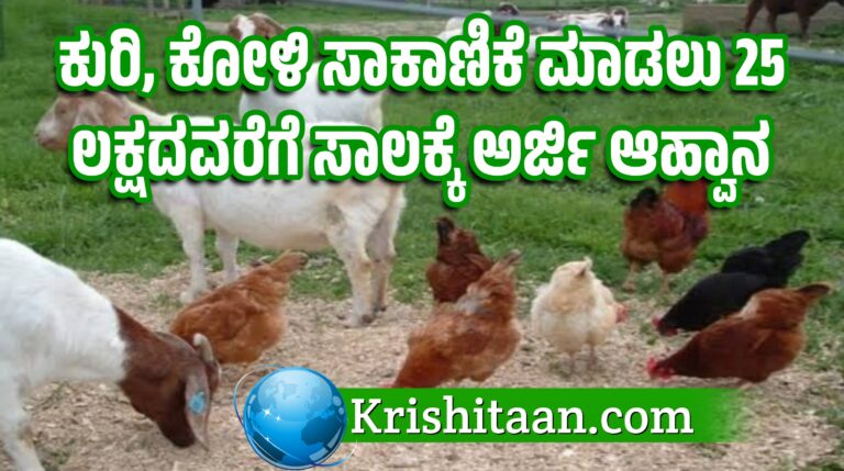 ಕುರಿ, ಕೋಳಿ ಸಾಕಾಣಿಕೆ ಮಾಡಲು 25 ಲಕ್ಷದವರೆಗೆ ಸಾಲಕ್ಕೆ ಅರ್ಜಿ ಆಹ್ವಾನ