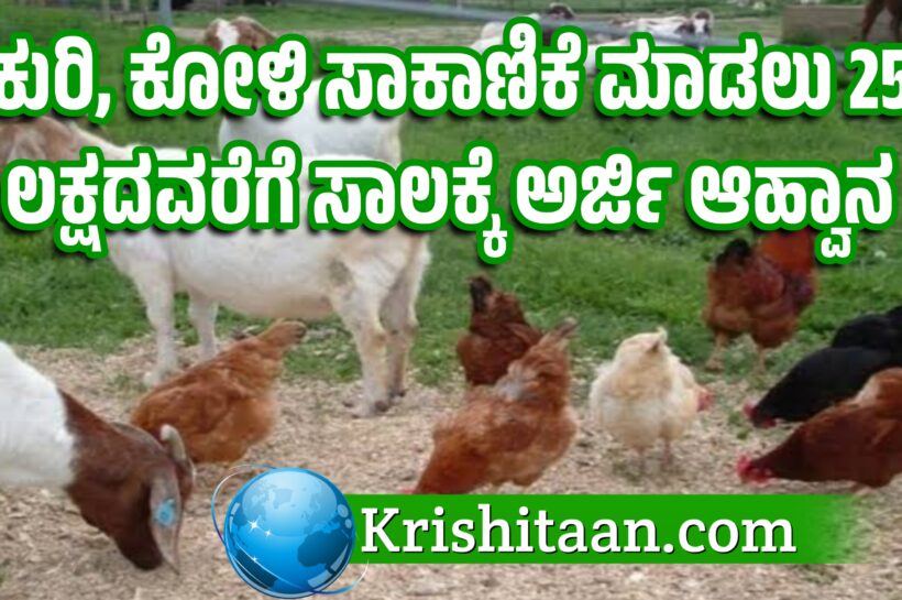 ಕುರಿ, ಕೋಳಿ ಸಾಕಾಣಿಕೆ ಮಾಡಲು 25 ಲಕ್ಷದವರೆಗೆ ಸಾಲಕ್ಕೆ ಅರ್ಜಿ ಆಹ್ವಾನ