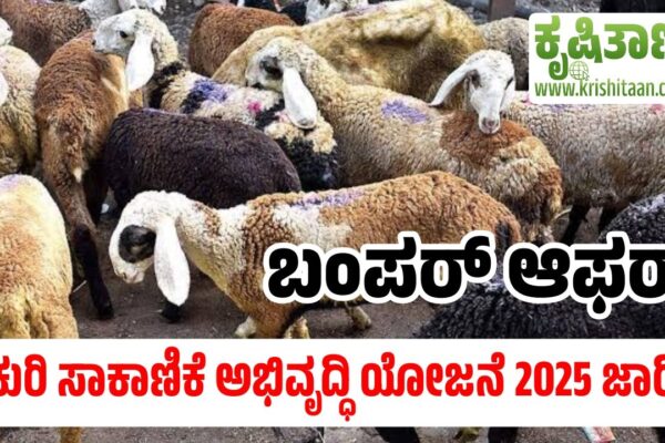 ಕುರಿ ಸಾಕಾಣಿಕೆ ಅಭಿವೃದ್ಧಿ ಯೋಜನೆ 2025 ಜಾರಿ ಬಂಪರ್ ಆಫರ್