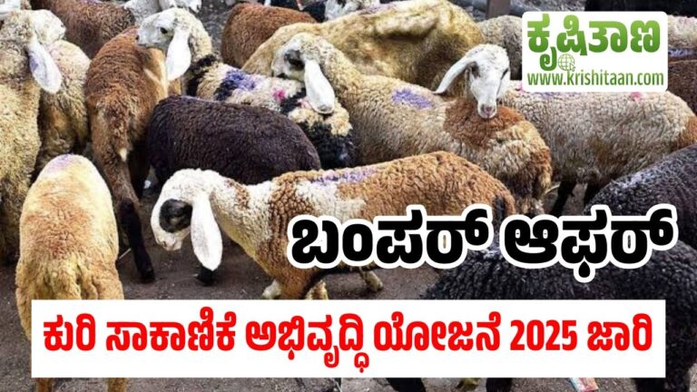 ಕುರಿ ಸಾಕಾಣಿಕೆ ಅಭಿವೃದ್ಧಿ ಯೋಜನೆ 2025 ಜಾರಿ ಬಂಪರ್ ಆಫರ್