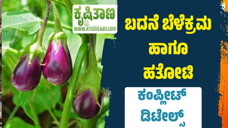 ಬದನೆ ಬೆಳೆಕ್ರಮ ಹಾಗೂ ಹತೋಟಿ, ಕಂಪ್ಲೀಟ್ ಡಿಟೇಲ್ಸ್