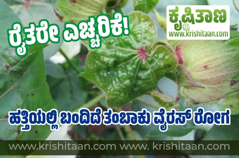 ರೈತರೇ ಎಚ್ಚರಿಕೆ! ಹತ್ತಿಯಲ್ಲಿ ಬಂದಿದೆ ತಂಬಾಕು ವೈರಸ್ ರೋಗ.