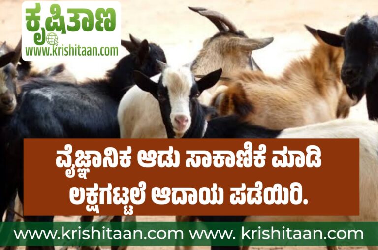 ವೈಜ್ಞಾನಿಕ ಆಡು ಸಾಕಾಣಿಕೆ ಮಾಡಿ ಲಕ್ಷಗಟ್ಟಲೆ ಆದಾಯ ಪಡೆಯಿರಿ.