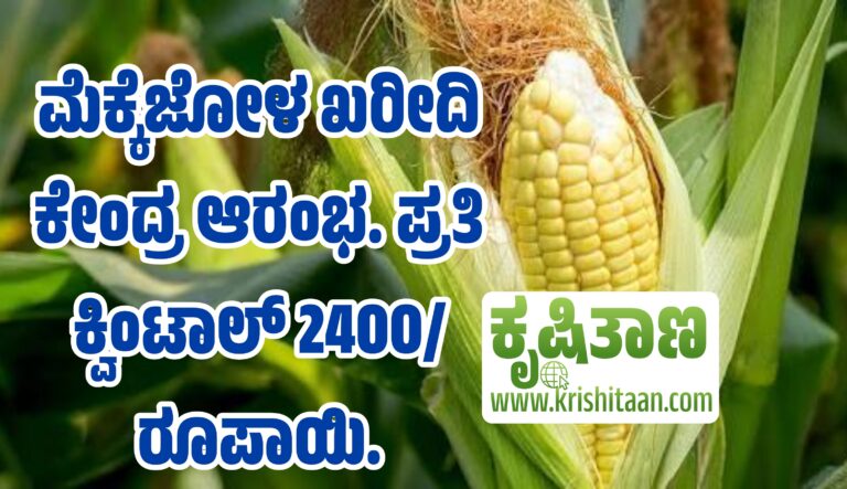 ಮೆಕ್ಕೆಜೋಳ ಖರೀದಿ ಕೇಂದ್ರ ಆರಂಭ. ಪ್ರತಿ ಕ್ವಿಂಟಾಲ್ 2400/ ರೂಪಾಯಿ.