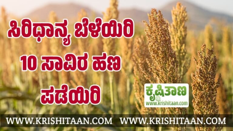 ಸಿರಿಧಾನ್ಯ ಬೆಳೆಯಿರಿ 10 ಸಾವಿರ ಹಣ ಪಡೆಯಿರಿ