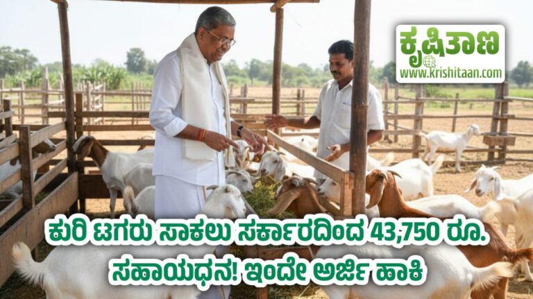 ಕುರಿ ಟಗರು ಸಾಕಲು ಸರ್ಕಾರದಿಂದ 43,750 ರೂ. ಸಹಾಯಧನ! ಇಂದೇ ಅರ್ಜಿ ಹಾಕಿ